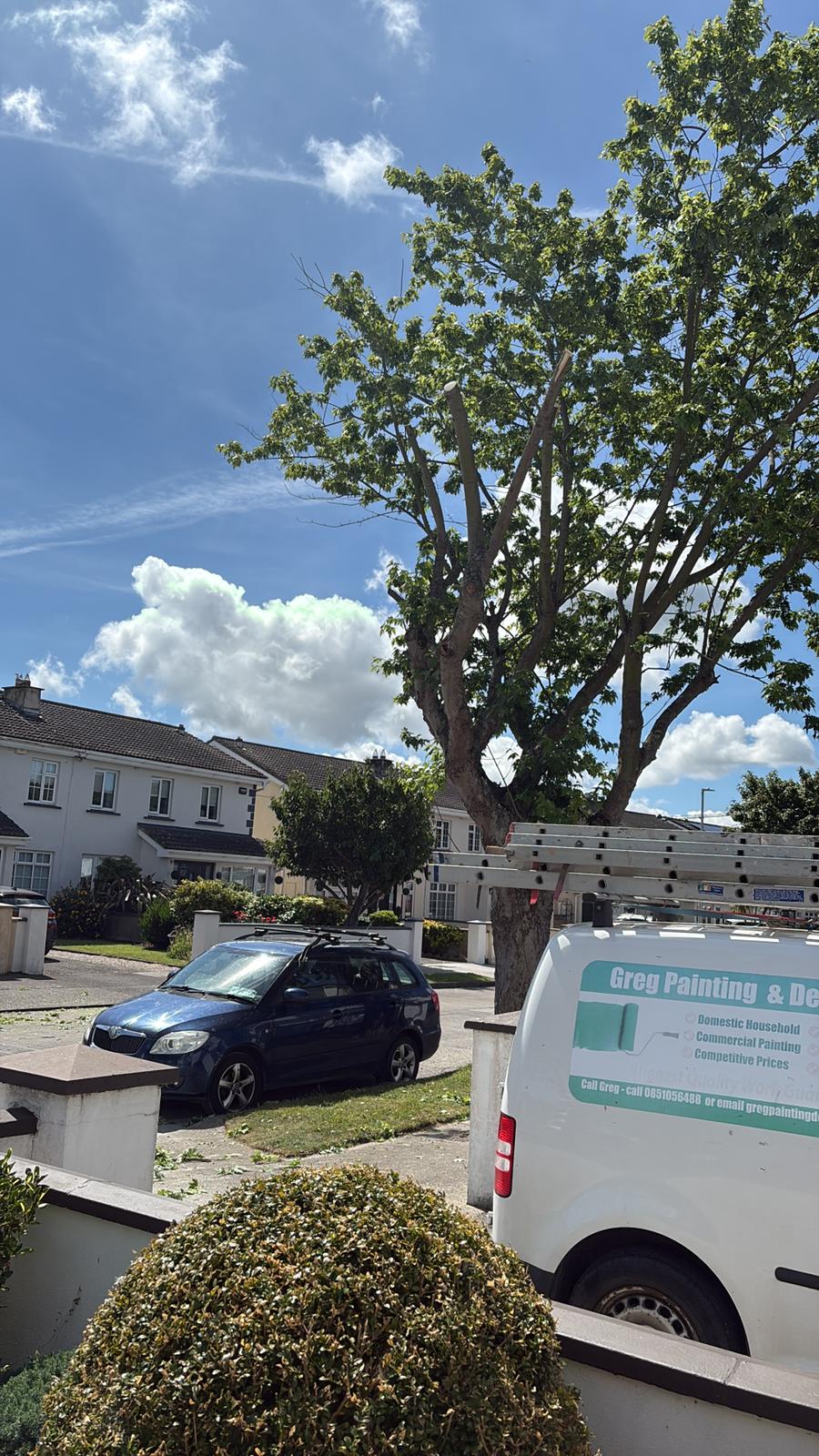 tree after pruned to allow light onto house