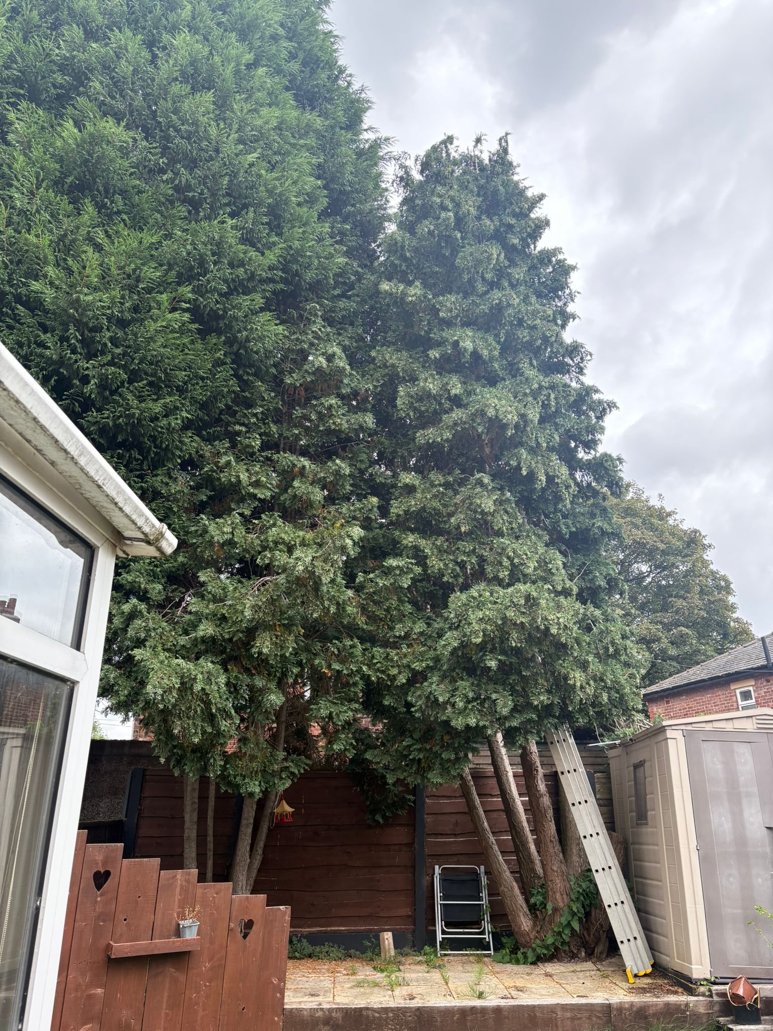 tree in need of pruning and some to be felled removed from garden Dans Tree Surgeons