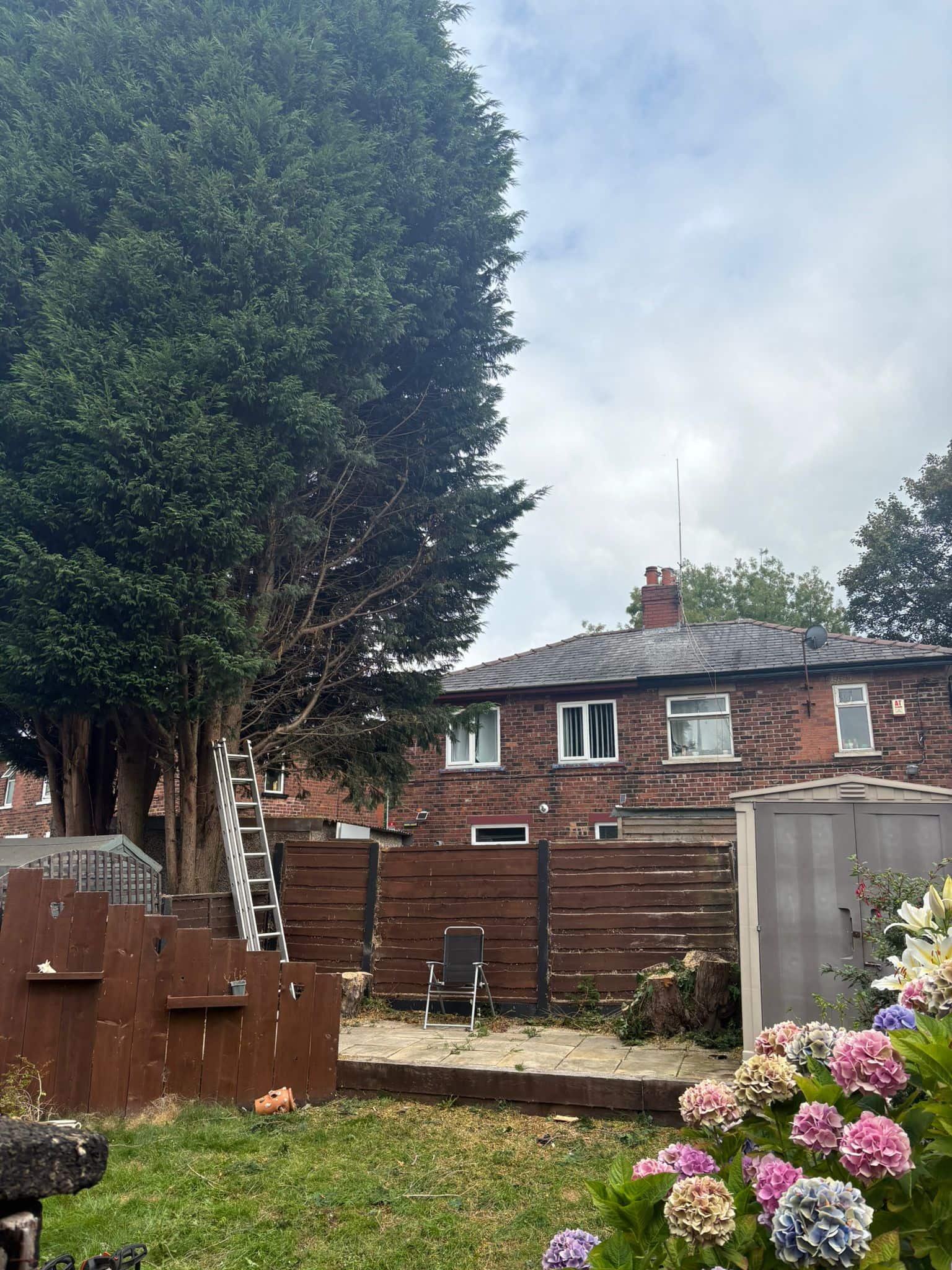 garden tree surgeon