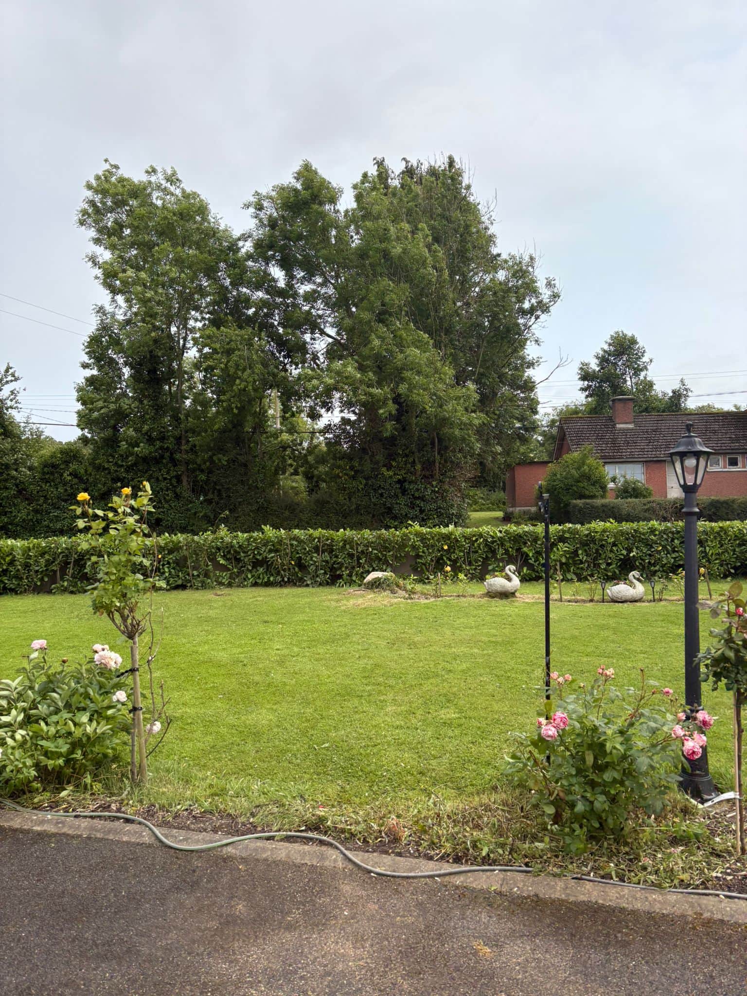 garden hedge trimming